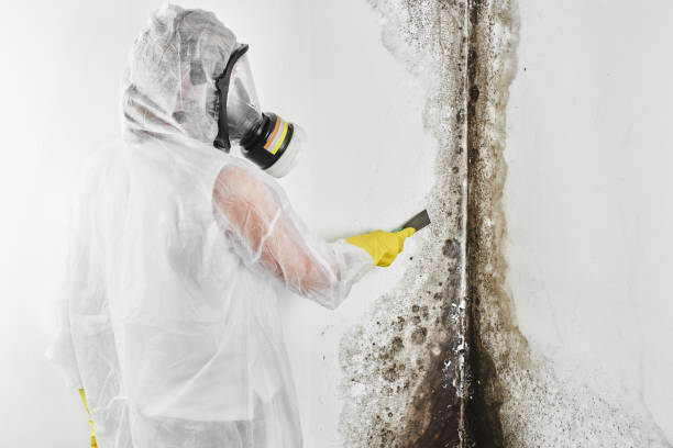 Best Professional Mold Removal  in Young Harris, GA