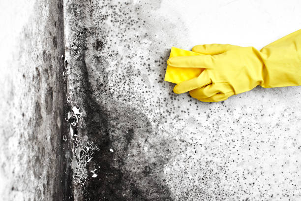 Best Mold Remediation  in Young Harris, GA