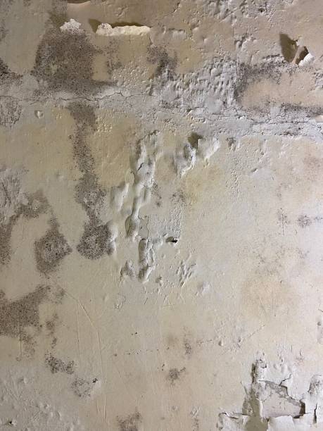 Best Mold Removal Specialists  in Young Harris, GA