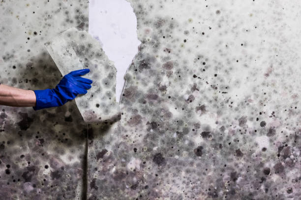 Best Commercial Mold Removal  in Young Harris, GA