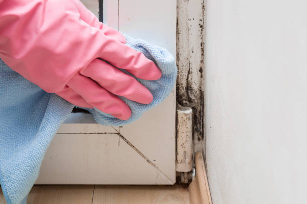 Best Affordable Mold Removal  in Young Harris, GA