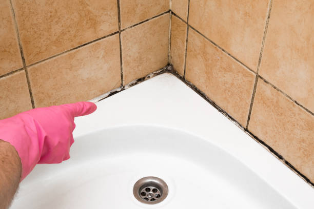 Best Black Mold Removal  in Young Harris, GA